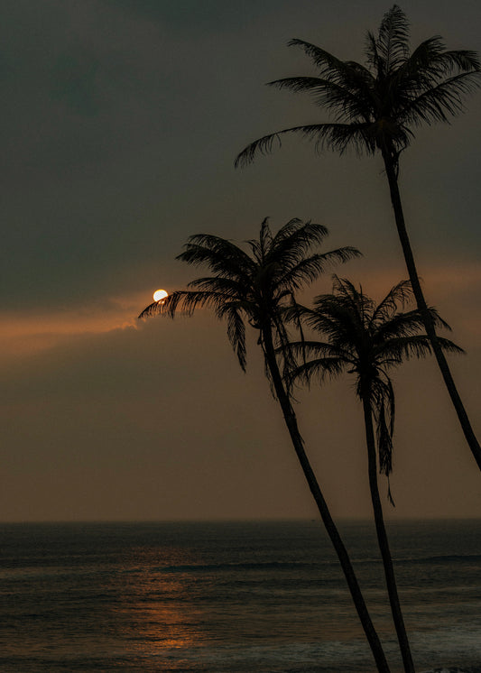 Toile - Archive N°3 "SUNSET PALM"