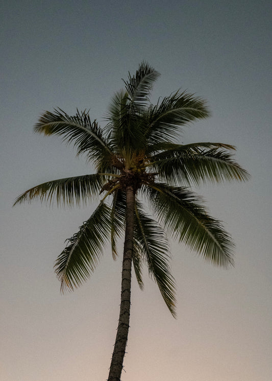Toile - Archive N°2 "RAW PALM"