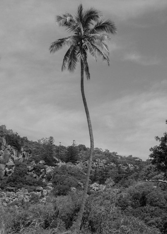 Toile - Archive N°5 "N&B PALM 2"