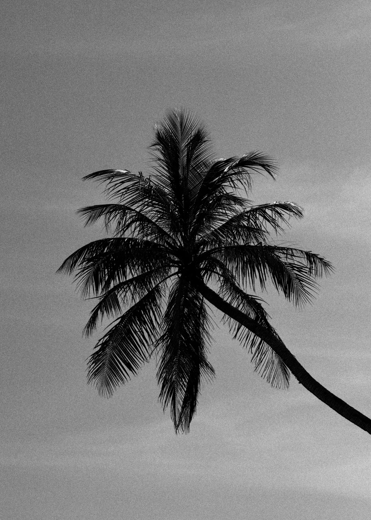 Toile - Archive N°4 "N&B PALM 1"